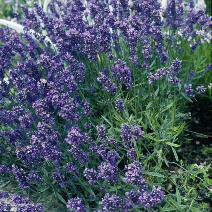 Picture of Lavender Munstead Dwarf