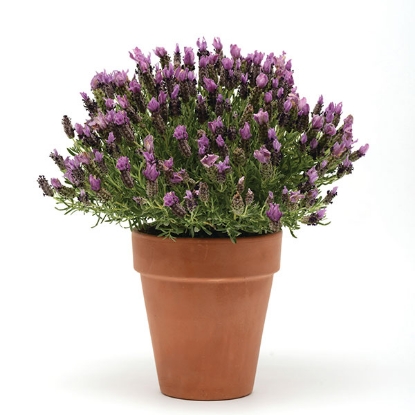 Picture of Lavender Stoechas Bandera Purple