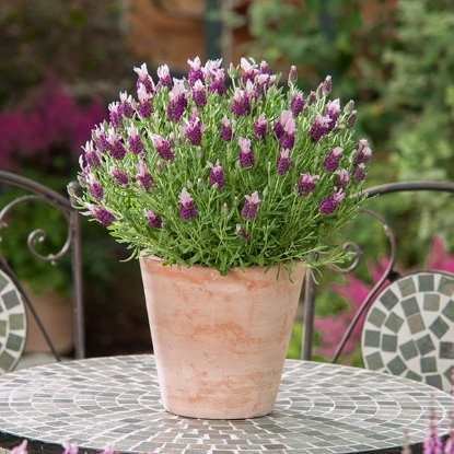 Picture of Lavender Stoechas Bandera Pink