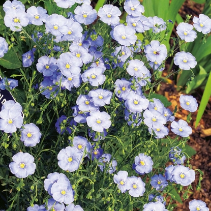 Picture of Linum Perenne