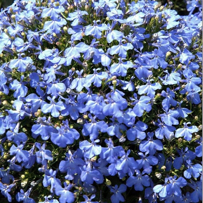 Picture of Lobelia Cambridge Blue