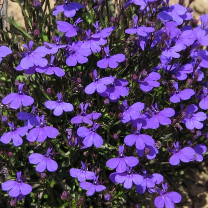 Picture of Lobelia Crystal Palace