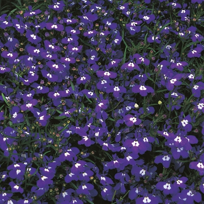 Picture of Lobelia Mrs Clibran