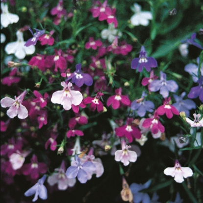 Picture of Lobelia Pendula Cascade