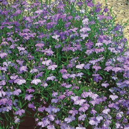 Picture of Lobelia Pendula Sapphire