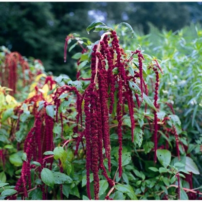 Picture of Love Lies Bleeding Caudatus