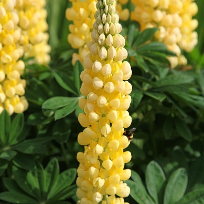 Picture of Lupin Russell Chandelier - Yellow