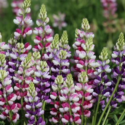 Picture of Lupin Hartwegii Avalune Bicolour Mix