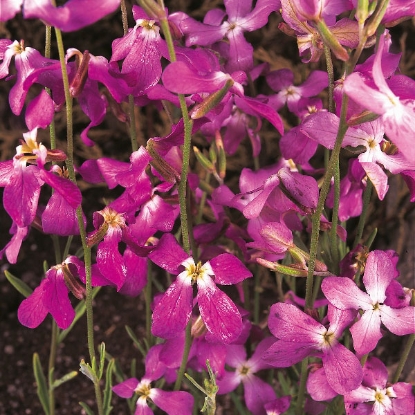 Picture of Night Scented Stock (Matthiola Bicornis)