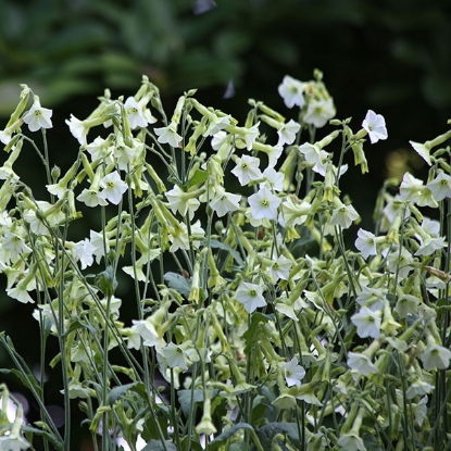 Picture of Nicotiana Hybrida Starlight Dancer