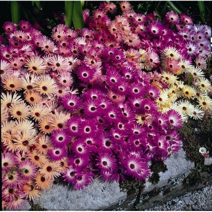 Picture of Mesembryanthemum Magic Carpet