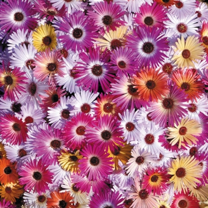 Picture of Mesembryanthemum Sunshine Mix