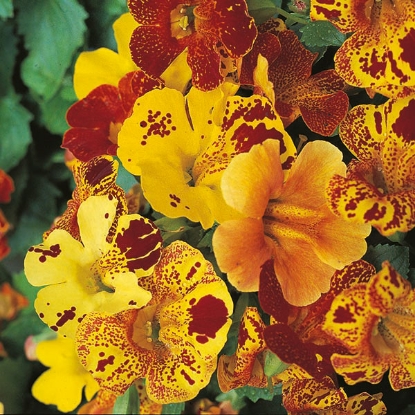 Picture of Mimulus Tigrinus