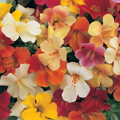 Picture of Mimulus Magic Mixed F1