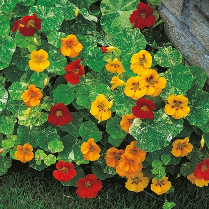 Picture of Nasturtium Alaska Mixed