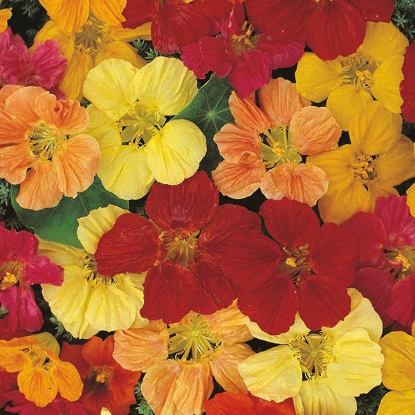 Picture of Nasturtium Gleam Hybrids Mixed