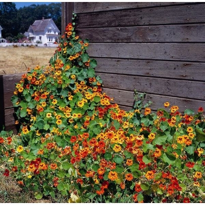 Picture of Nasturtium Climbing Mix