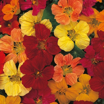 Picture of Nasturtium Tom Thumb Mixed