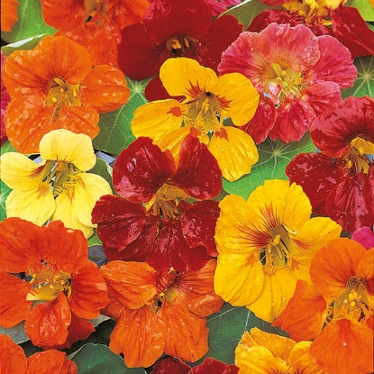 Picture of Nasturtium Whirlybird Mixed