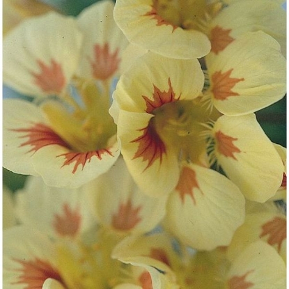 Picture of Nasturtium Peach Melba