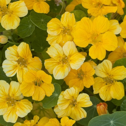 Picture of Nasturtium Minus Banana Cream