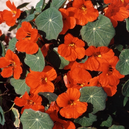 Picture of Nasturtium Empress Of India