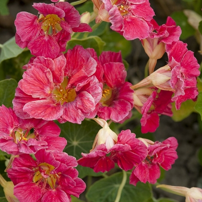 Picture of Nasturtium Cherry Rose Jewel