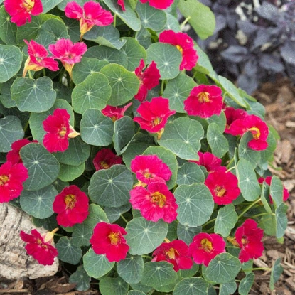 Picture of Nasturtium Baby Rose