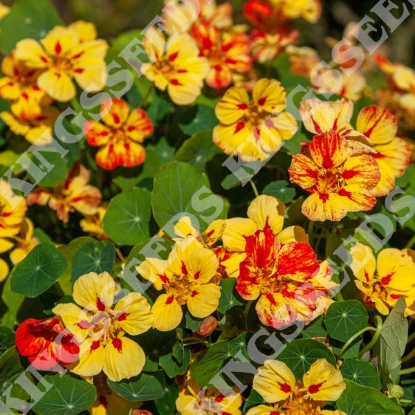 Picture of Nasturtium Ice Cream Sundae