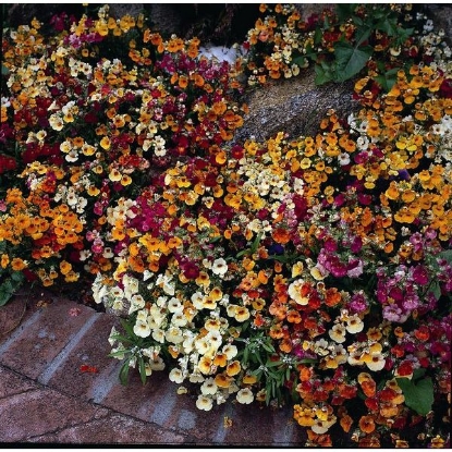 Picture of Nemesia Carnival Mixed