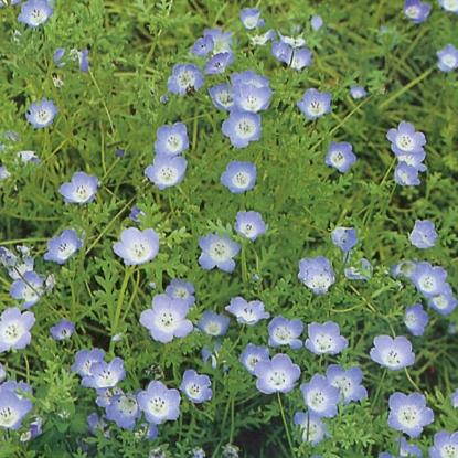 Picture of Nemophila Insignis (Baby Blue Eyes)