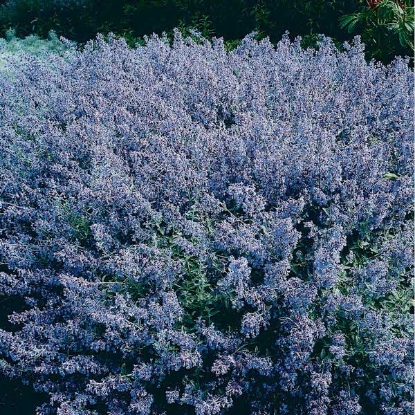 Picture of Catmint (Nepeta Mussinii)