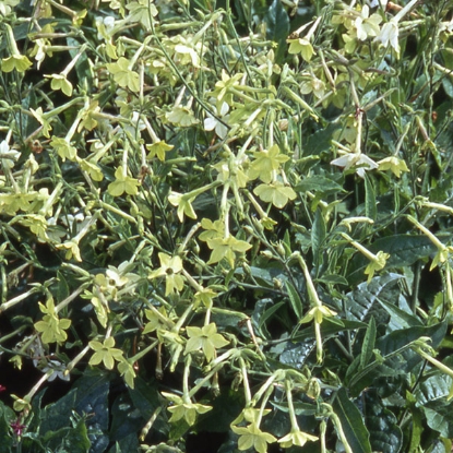 Picture of Nicotiana Lime Green