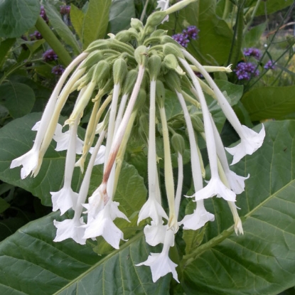 Picture of Nicotiana White Trumpets