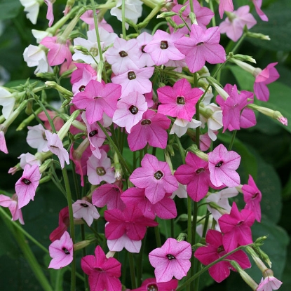 Picture of Nicotiana Whispers Mixed