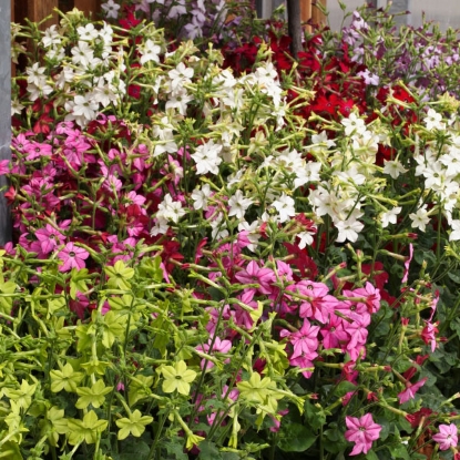 Picture of Nicotiana Perfume Mixed F1