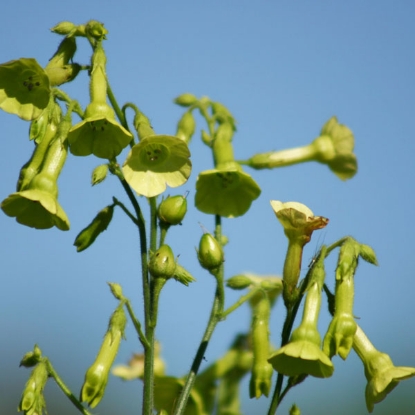 Picture of Nicotiana Langsdorffii