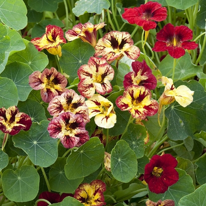 Picture of Nasturtium Bloody Mary