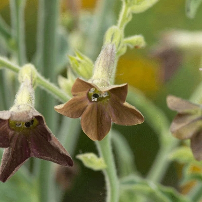 Picture of Nicotiana langsdorfii Bronze Queen