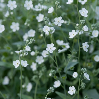 Picture of Omphalodes Linifolia Little Snow White