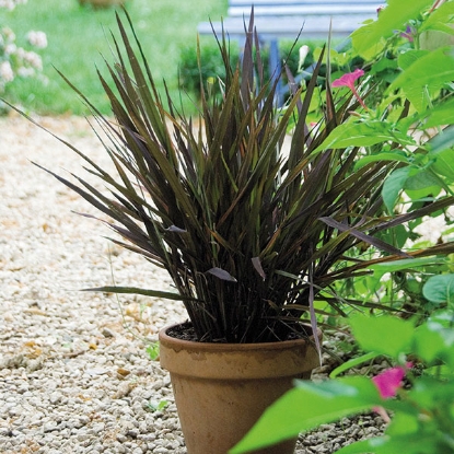 Picture of Oryza Sativa (Ornamental Rice) Black Madras