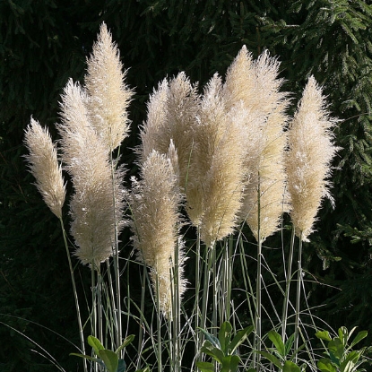 Picture of Pampas Grass Cortaderia Argentea