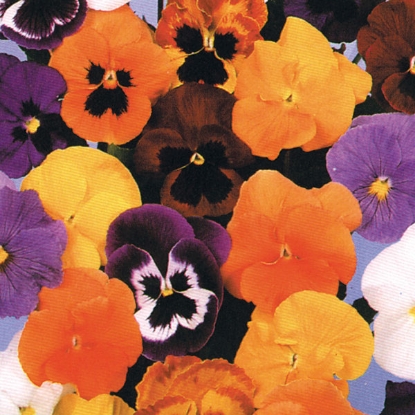 Picture of Pansy Forerunner Mixed