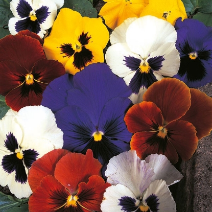 Picture of Pansy Swiss Giant Series