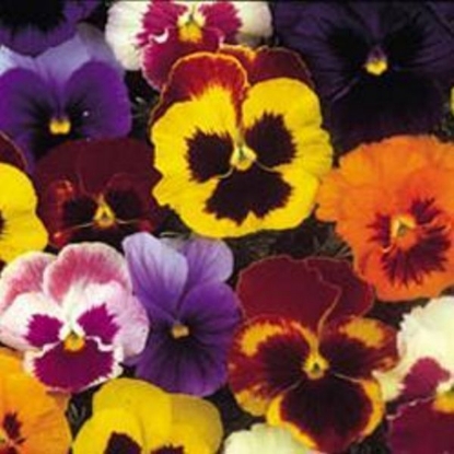 Picture of Pansy Tiara Mixed