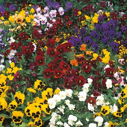 Picture of Pansy Winter Flowering Mixed