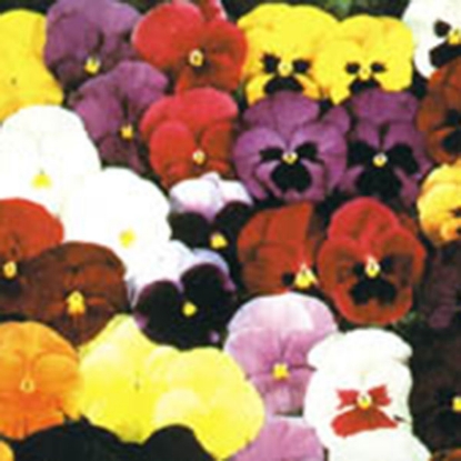 Picture of Pansy Ultima Mixed F1