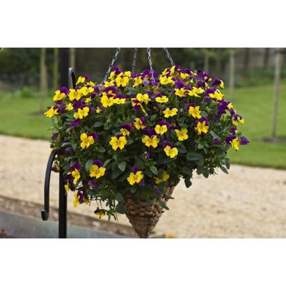 Picture of Pansy Freefall Purple Wings F1