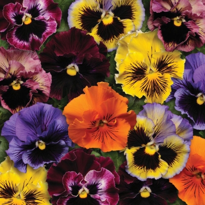 Picture of Pansy Frizzle Sizzle Mixed