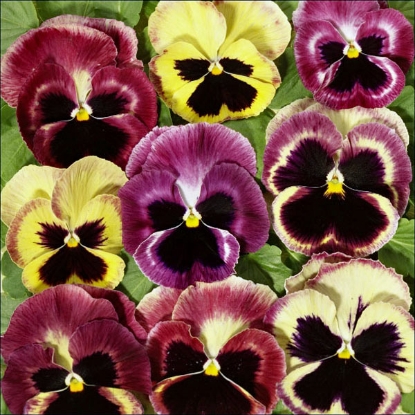 Picture of Pansy Summer Berries